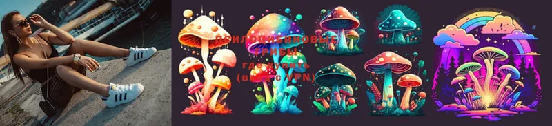 Псилоцибиновые грибы Psilocybe  Комсомольск 